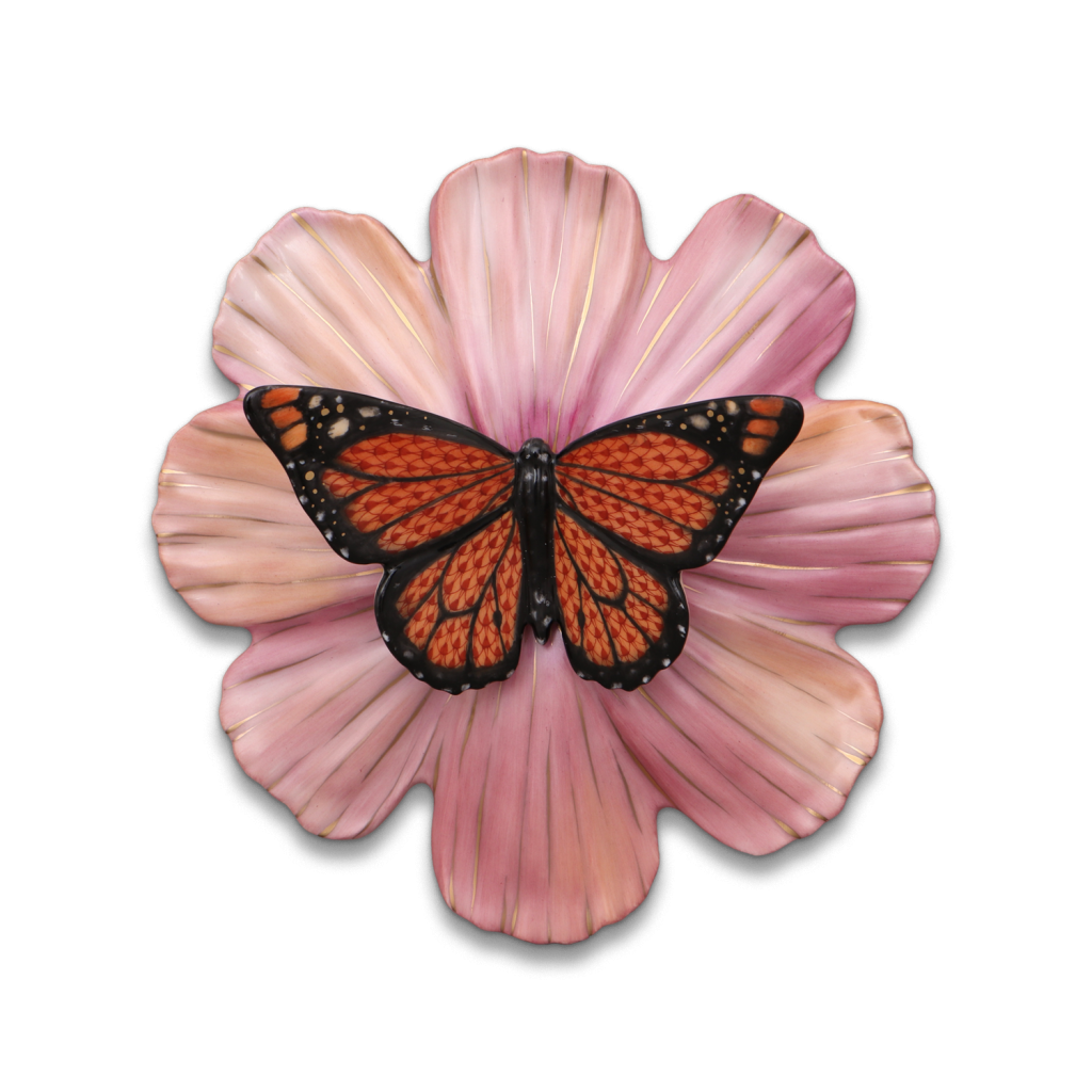 Monarch butterfly on Cosmo flower